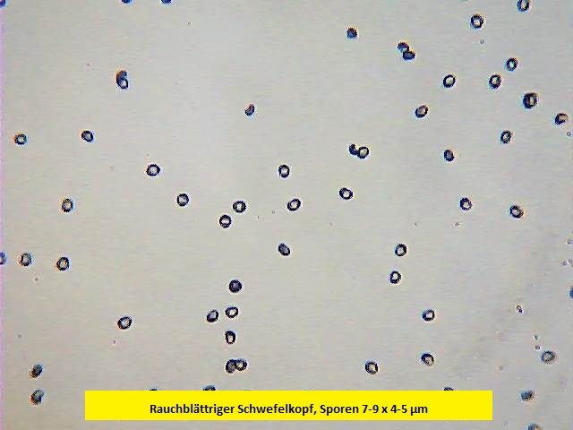 Sporen Rauchblättriger Schwefelkopf